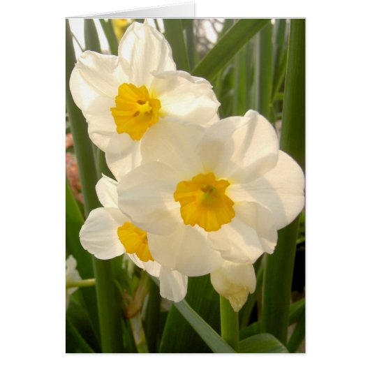 Spring Narcissi Cards (Front)