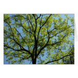 Spring Oak Tree Green Nature