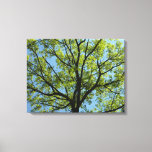 Spring Oak Tree Green Nature Canvas Print