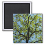 Spring Oak Tree Green Nature Magnet