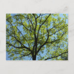 Spring Oak Tree Green Nature Postcard