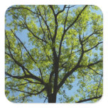 Spring Oak Tree Green Nature Square Sticker