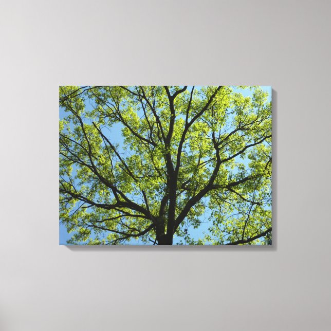 Spring Oak Tree Vibrant Nature Canvas Print (Front)