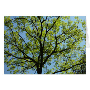 Spring Oak Tree Vibrant Nature Cards