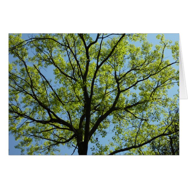 Spring Oak Tree Vibrant Nature Cards (Front Horizontal)