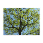 Spring Oak Tree Vibrant Nature Postcard