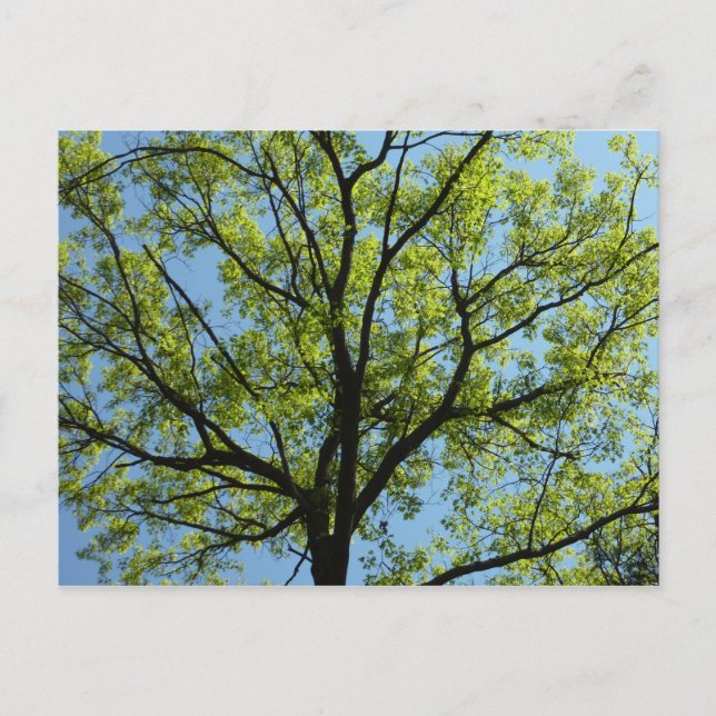Spring Oak Tree Vibrant Nature Postcard (Front)