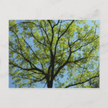 Spring Oak Tree Vibrant Nature Postcard