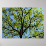 Spring Oak Tree Vibrant Nature Poster