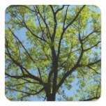 Spring Oak Tree Vibrant Nature Square Sticker