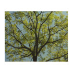 Spring Oak Tree Vibrant Nature Wood Wall Decor