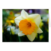 Spring of Beauty (Front Horizontal)