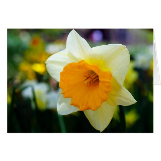 Spring of Beauty Cards (Front Horizontal)