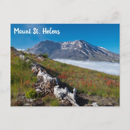 Spring on Mount St Helens Postcard