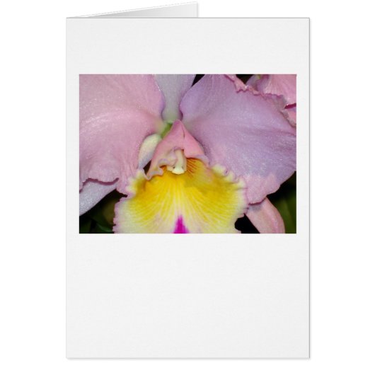 Spring Orchid Cards (Front)