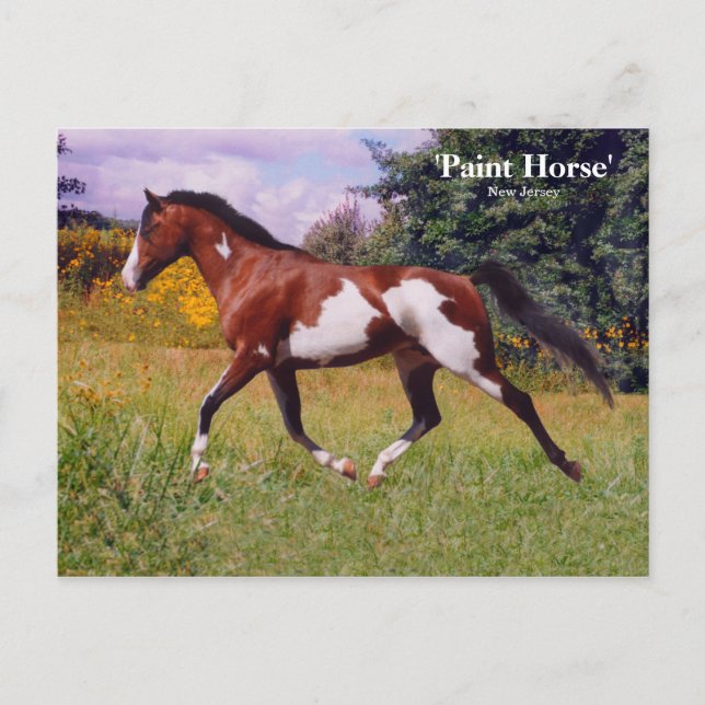 Spring Paint Horse Postcard (Front)