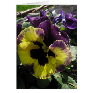 Spring Pansy Cards