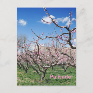 Spring Peach Orchard in Palisade Travel Postcard