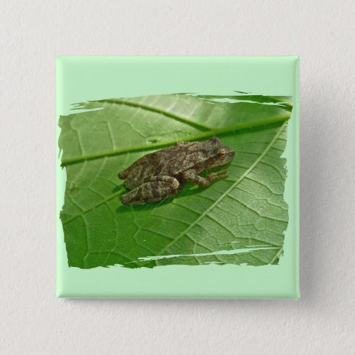 Spring Peeper Pseudacris crucifer Treefrog Items Button