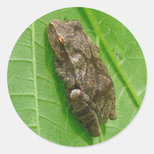 Spring Peeper (Pseudacris crucifer) Treefrog Items Classic Round Sticker