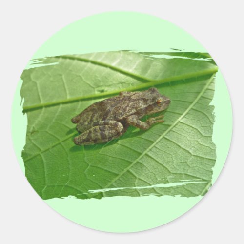 Spring Peeper Pseudacris crucifer Treefrog Items Classic Round Sticker