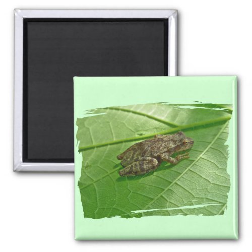 Spring Peeper Pseudacris crucifer Treefrog Items Magnet