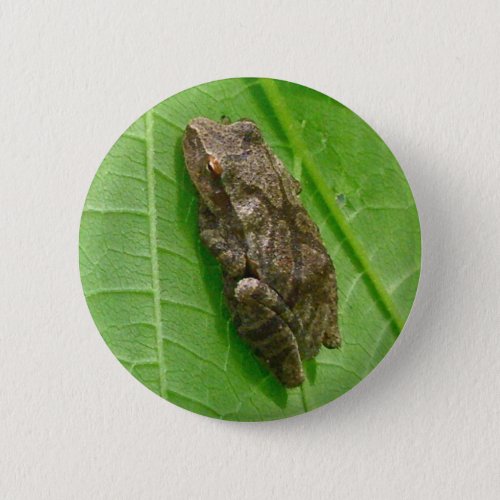 Spring Peeper Pseudacris crucifer Treefrog Items Pinback Button
