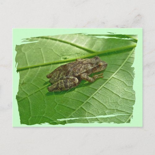 Spring Peeper Pseudacris crucifer Treefrog Items Postcard