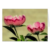 Spring Peonies in Pink (Front Horizontal)