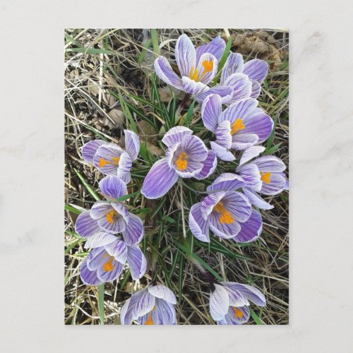 Spring Pickwick Dutch Crocus Flowers Postcard