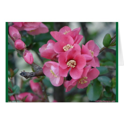 Spring Pink Blooming Flowering Quince Cards (Front Horizontal)