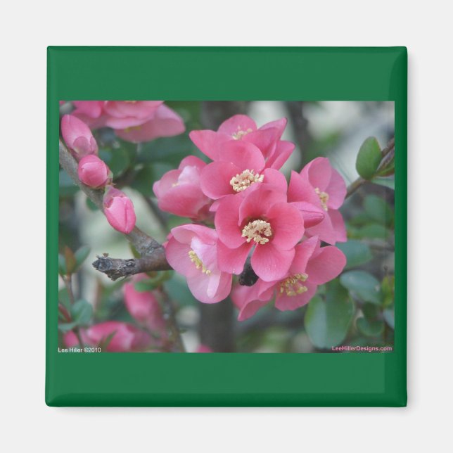 Spring Pink Blooming Flowering Quince Magnet (Front)