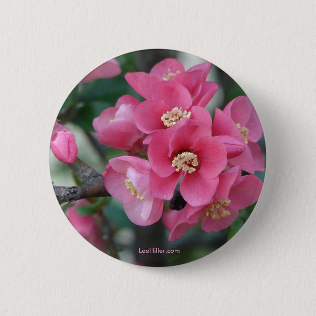 Spring Pink Blooming Flowering Quince Pinback Button (Front)
