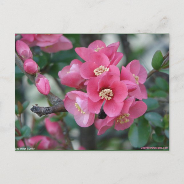 Spring Pink Blooming Flowering Quince Postcard (Front)