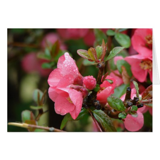 Spring Pink Flowering Quince Cards (Front Horizontal)