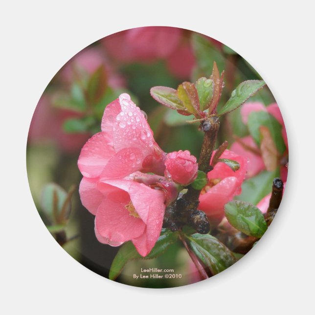 Spring Pink Flowering Quince Magnet (Front)