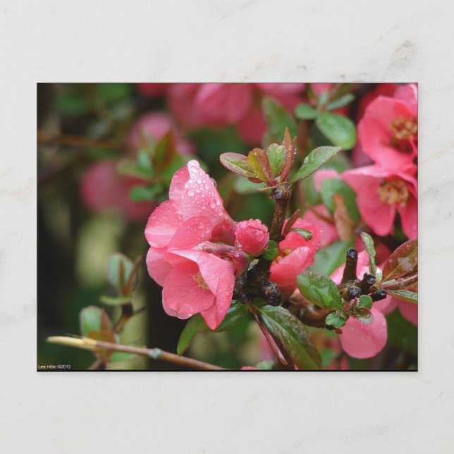 Spring Pink Flowering Quince Postcard (Front)