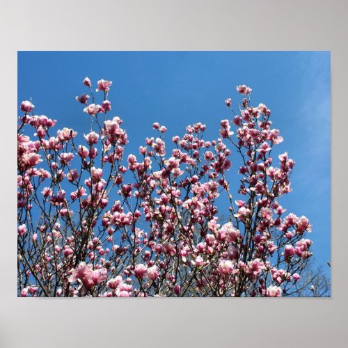 Spring Pink Magnolia Blossoms Blue Sky Poster