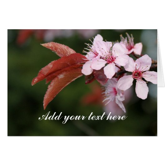 spring pink plum flowers cards (Front Horizontal)