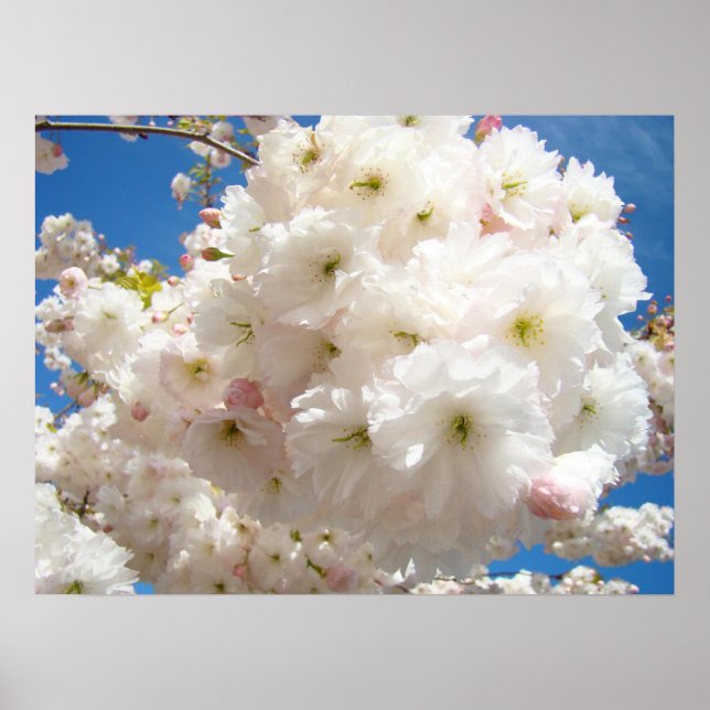 Spring Pink Tree Blossoms Fine Art Prints Floral (Front)