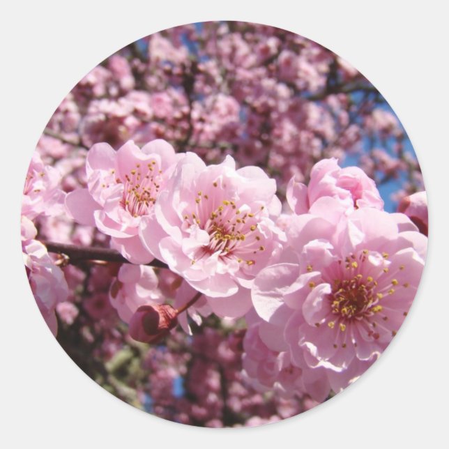Spring Pink Tree Blossoms stickers seals Flowers (Front)