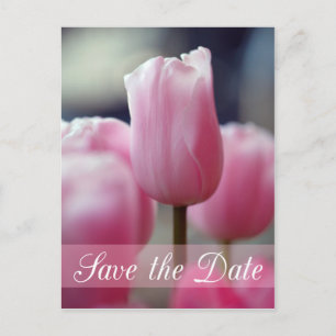 Spring pink tulip flower wedding save the date announcement postcard