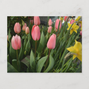 Spring pink tulip flowers happy birthday postcard