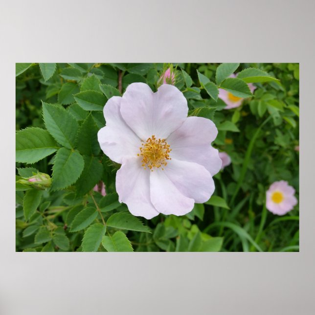 Spring pinkish hue poster (Front)