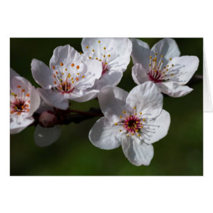 Spring plum blossoms cards