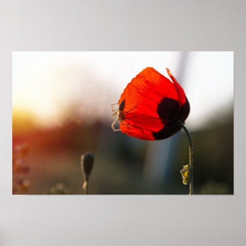 Spring poppy with spider poster