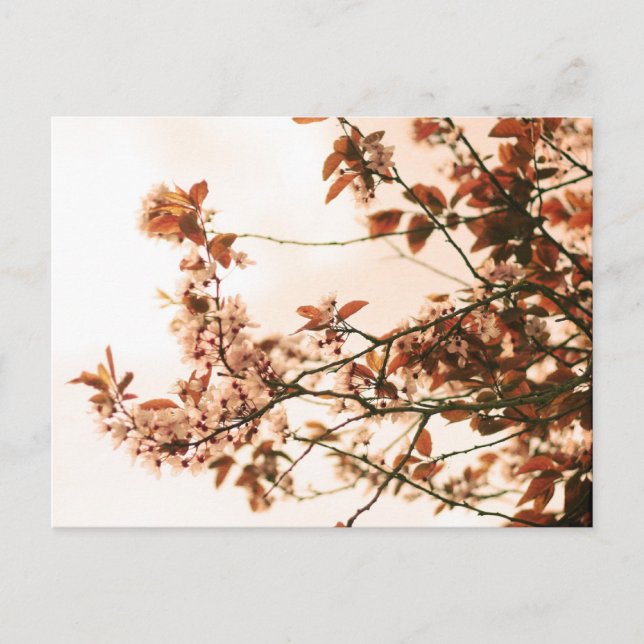Spring Postcard (Front)