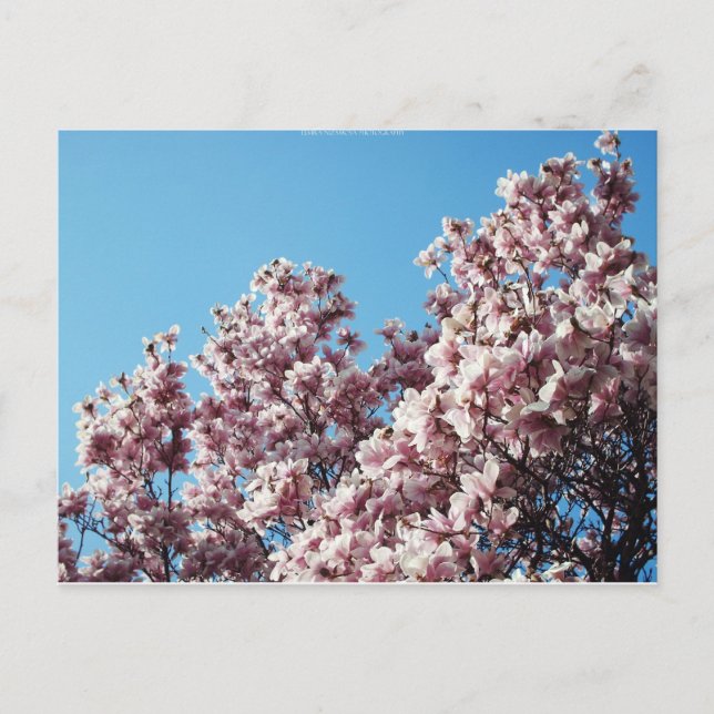 spring postcard (Front)
