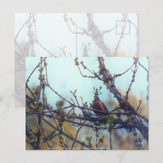 Spring Postcard