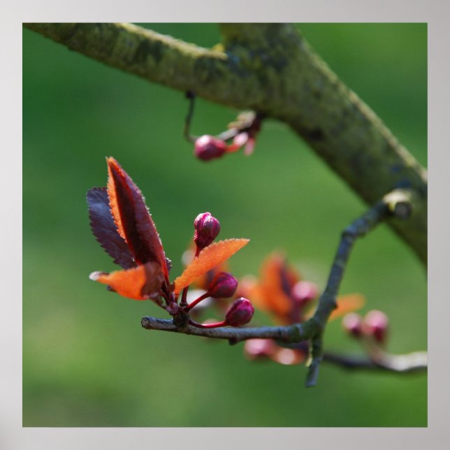 Spring Poster (Front)